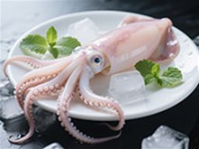 鱿鱼